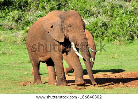 African Elephant with hole in the ear