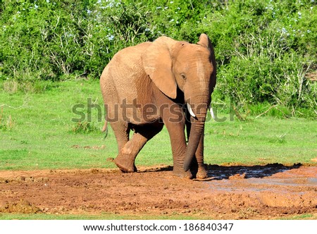 African Elephant at watering hole with legs crossed