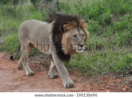 Male Lion walking