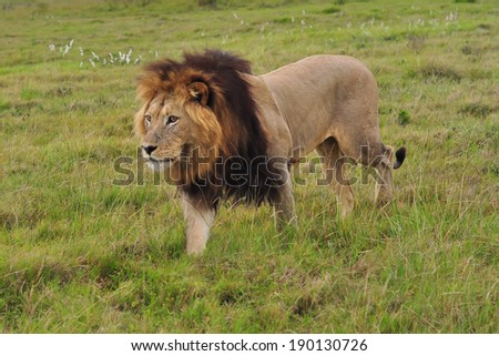 Male Lion walking in savannah
