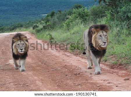 Two male Lions ,father and son
