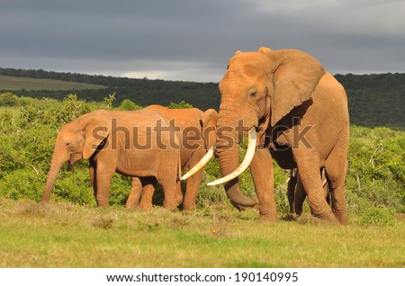Big Male Elephant with large tusks