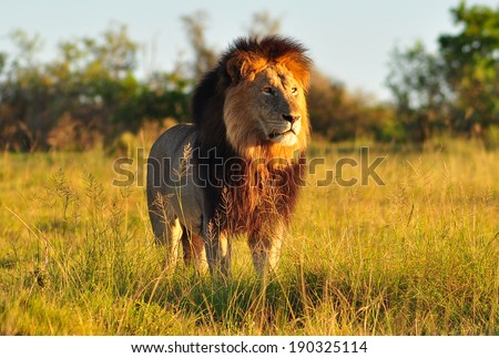 Male Lion standing