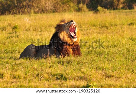 Male Lion sitting in savannah with mouth open