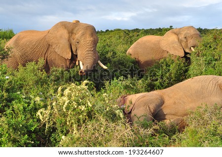 Three African Elephant one injured