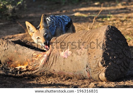 Black-backed Jackal eating off a Elephants leg