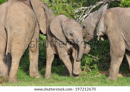 Three young African Elephants playing