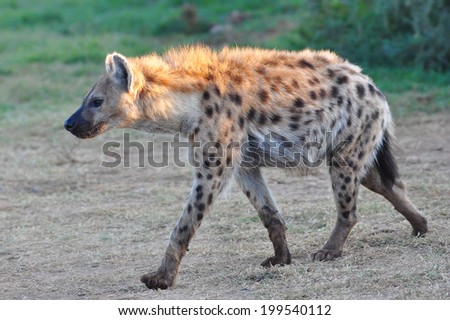 Spotted Hyena walking