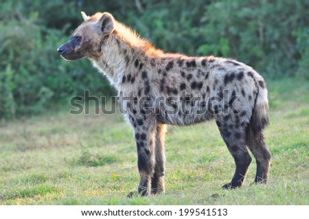 Spotted Hyena standing