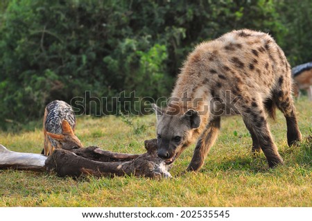 Spotted Hyena eating a elephant leg bone with a jackal