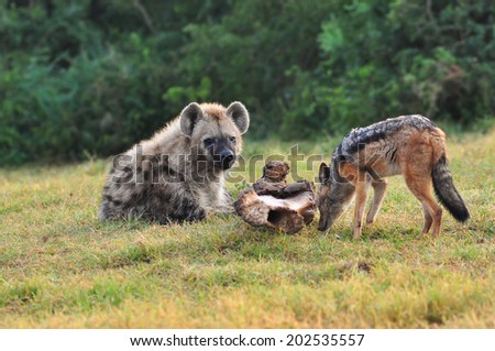 Jackal eating elephant leg bone while spotted hyena watches