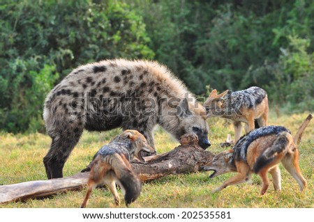 Spotted Hyena eating a elephant leg bone with jackal looking on