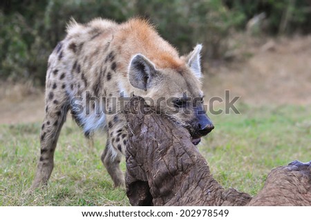 Spotted hyena eating elephant skin