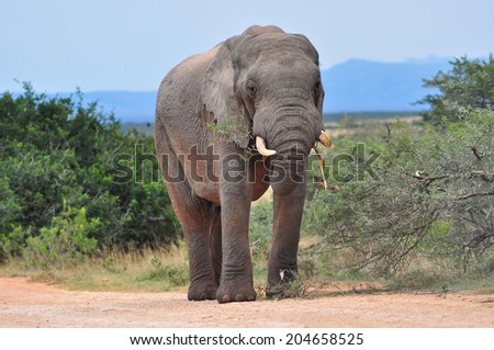 African Elephant eating thorn tree branches