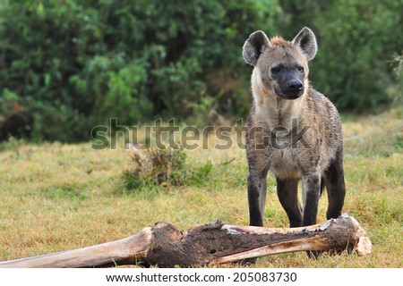 Spotted Hyena with a elephant leg bone