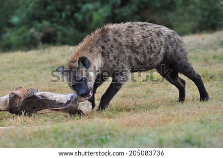 Spotted Hyena with a elephant leg bone