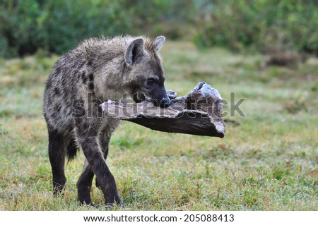 Spotted Hyena carrying some elephant hide