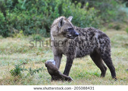Spotted Hyena with a elephant hide