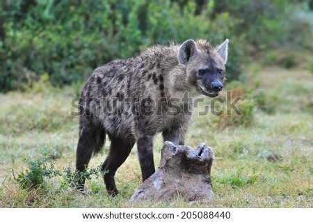 Spotted Hyena with a elephant foot
