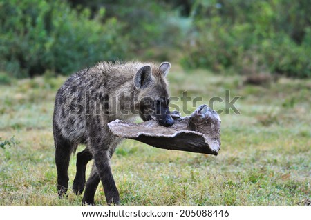 Spotted Hyena carrying some elephant hide