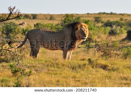Male Lion standing in the savannah