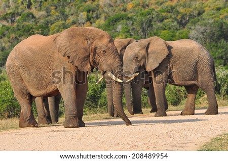 Three African Elephants