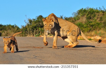 Lioness  and cub playing