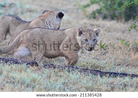 Young Lion cubs