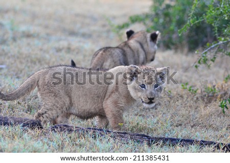 Young Lion cubs