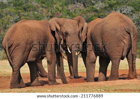 Three African Elephants standing together at a watering hole