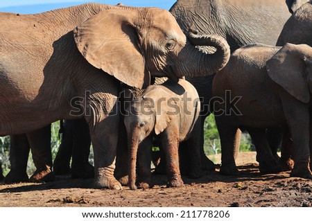 African Elephants playing in the mud