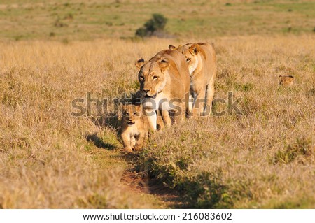 Lioness and cubs walking in the savannah