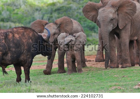 Elephant calf and others seeing a buffalo off