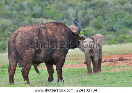 Elephant calf and others seeing a buffalo off