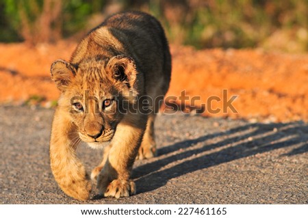 Lion Cub stalking