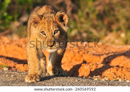 lion Cub stalking