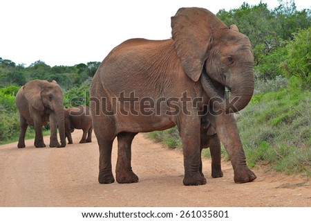 African Elephant standing