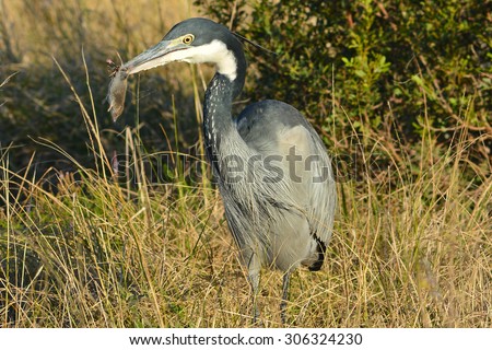 Black-headed Heron with a mouse