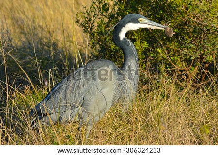 Black-headed Heron with a mouse