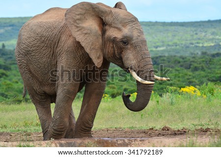 African Elephant at a watering hole