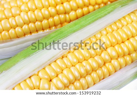 Ear of corn isolated