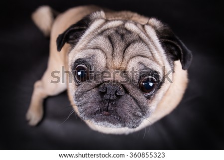 Portrait of a pug dog facing the camera on a black background