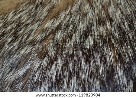 Closeup wolf fur texture to background