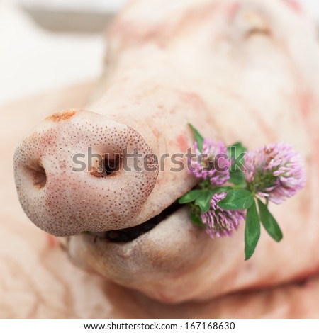 A Pig Holding A Small Bunch Of Clovers, Snout Of A Pig, Copy Space For Your Text, Square