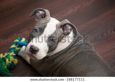 White and Grey Pitbull laying down with colorful toy. Blue nose staffordshire