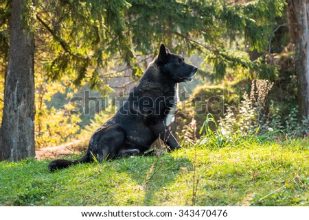 Wolfhound sits in a clearing in the woods under spruce. Black colored wolf-dog with white hairs on the chest. Sitting dog on green grass.