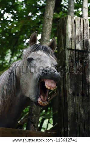 A photo of a yawning grey horse showing it`s teeth and gums.