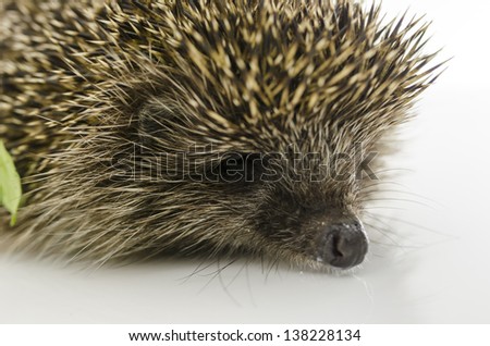 Detail of hedgehogs head. Isolated on white.