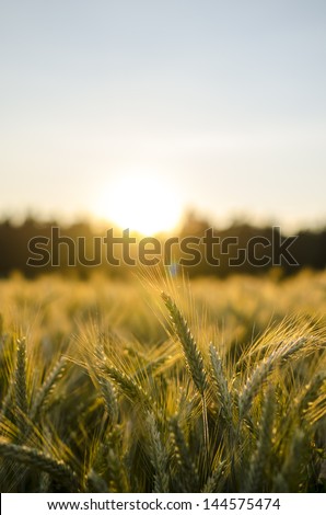 Wheat Field In Early Summer At Sunset.