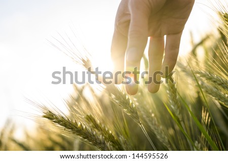 Hand Of A Farmer Touching Ripening Wheat Ears In Early Summer.